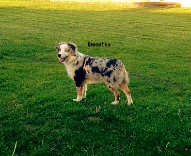 Little Debs Toy/Mini Australian Shepherds