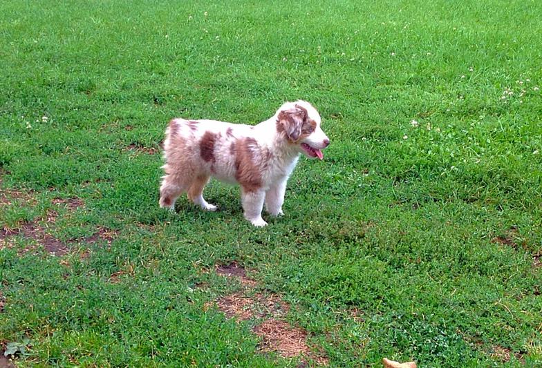 Flocks Toy and Mini Aussie, Australian 